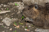 0823 Myocastor coypus (Nutria)